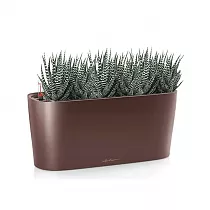 Хавортия 4 штуки + Lechuza DELTA 20