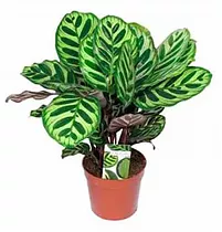 Калатея Макоя - Calathea makoyana D12 H25