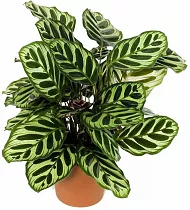 Калатея Макоя - Calathea makoyana D14 H45