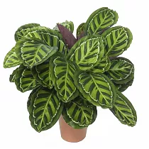 Калатея Макоя - Calathea makoyana D12 H30