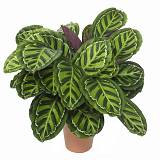 Калатея Макоя - Calathea makoyana D12 H30