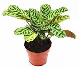 Калатея Макоя - Calathea makoyana D9 H20