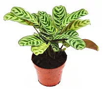 Калатея Макоя - Calathea makoyana D9 H20