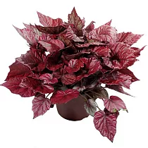 Бегония рекс (Begonia rex Pulz)  D14 H35