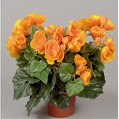 Бегония Брит оранжевая - Begonia Elatior Doub Britt D17 H35