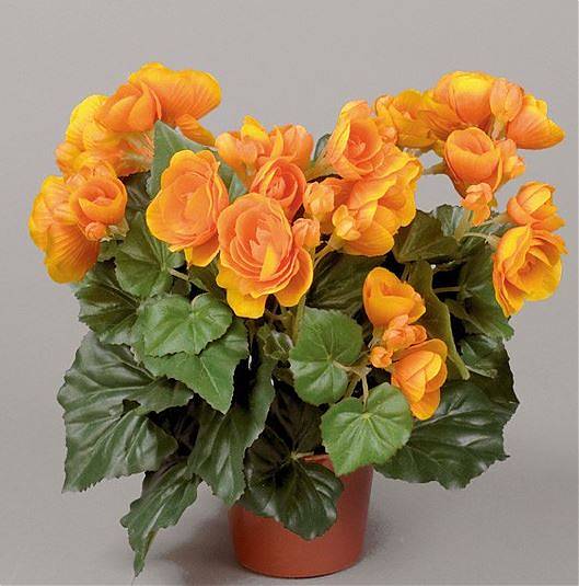 Бегония Брит оранжевая - Begonia Elatior Doub Britt D17 H35
