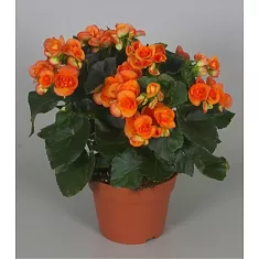Бегония Брит красно-оранжевая - Begonia Elatior Doub Britt D17 H35