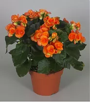 Бегония Брит красно-оранжевая - Begonia Elatior Doub Britt D17 H35