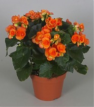 Бегония Брит красно-оранжевая - Begonia Elatior Doub Britt D17 H35