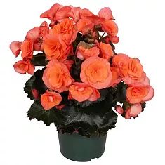 Бегония Даргоран розовая - Begonia Elatior Doub Dardoran D12 H30