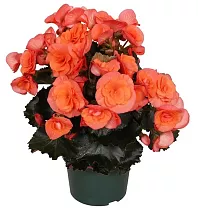 Бегония Даргоран розовая - Begonia Elatior Doub Dardoran D12 H30