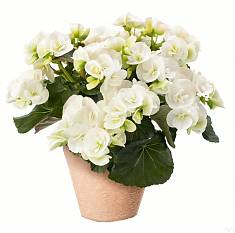 Бегония Клара белая - Begonia Elatior Hf Clara D22 H40