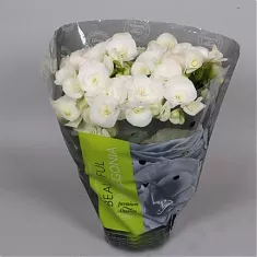 Бегония Надин белая - Begonia Elatior HF Nadine D12 H30