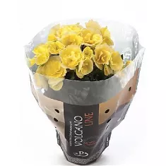 Бегония Клара белая - Begonia Elatior Hf Clara D12 H30