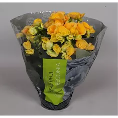 Бегония Ребекка желтая - Begonia Elatior Hf Rebecca D12 H30