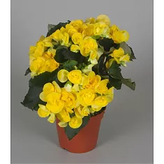 Бегония Ребекка желтая - Begonia Elatior Hf Rebecca D18 H35