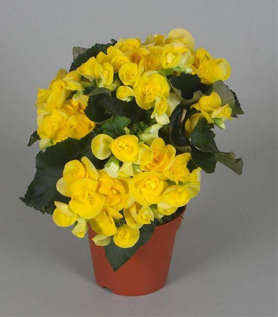 Бегония Ребекка желтая - Begonia Elatior Hf Rebecca D18 H35