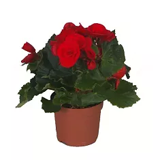 Бегония Баладин красная - Begonia Elatior Doub Baladin D12 H30