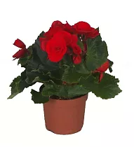 Бегония Баладин красная - Begonia Elatior Doub Baladin D12 H30