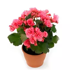 Бегония Розовая - Begonia Elatior Hf Netja D12 H30
