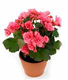 Бегония Розовая - Begonia Elatior Hf Netja D12 H30