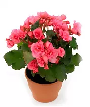 Бегония Розовая - Begonia Elatior Hf Netja D12 H30