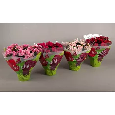 Бегония Бетула микс - Begonia Elatior Sing Betulia trolley D19 H35