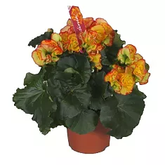 Бегония Бодиния Рио желтая - Begonia Elatior Doub Bodinia Rio D12 H30