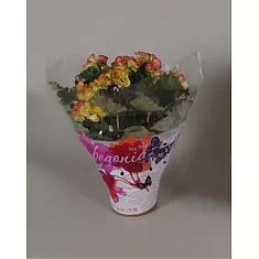 Бегония Бодиния Рио желтая - Begonia Elatior Doub Bodinia Rio D17 H35