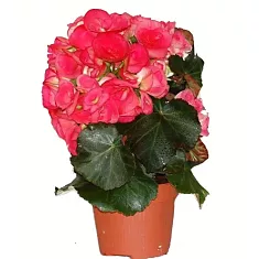 Бегония Бодиния Розовая - Begonia Elatior Doub Bodinia Pink D17 H38