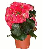 Бегония Бодиния Розовая - Begonia Elatior Doub Bodinia Pink D17 H38