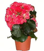 Бегония Бодиния Розовая - Begonia Elatior Doub Bodinia Pink D17 H38