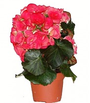 Бегония Бодиния Розовая - Begonia Elatior Doub Bodinia Pink D17 H38