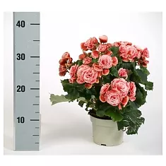 Бегония Бориас розовая - Begonia Elatior Doub Borias D12 H35