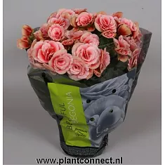 Бегония Бориас розовая - Begonia Elatior Doub Borias D12 H30