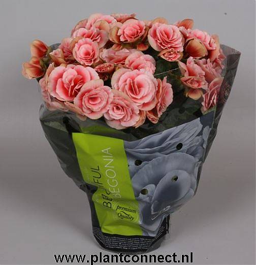 Бегония Бориас розовая - Begonia Elatior Doub Borias D12 H30