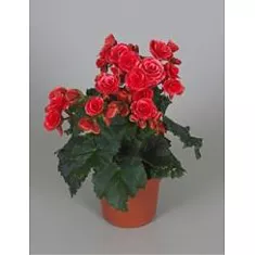Бегония Бориас темно-красная - Begonia Elatior Doub Borias Dark D12 H30