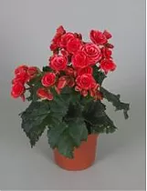 Бегония Бориас темно-красная - Begonia Elatior Doub Borias Dark D12 H30