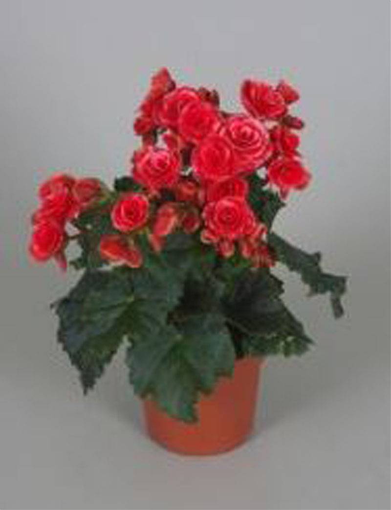 Бегония Бориас темно-красная - Begonia Elatior Doub Borias Dark D12 H30