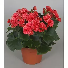 Бегония Бориас темно-красная - Begonia Elatior Doub Borias Dark D17 H35