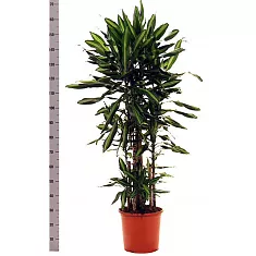 Драцена душистая (Фрагранс) Чинто куст - Dracaena fragrans Cinto D38 H170