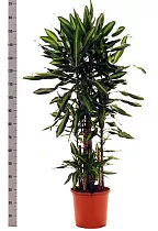 Драцена душистая (Фрагранс) Чинто куст - Dracaena fragrans Cinto D38 H170