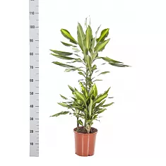 Драцена душистая (Фрагранс) Чинто - Dracaena fragrans Cinto  D21 H110