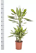 Драцена душистая (Фрагранс) Чинто - Dracaena fragrans Cinto  D21 H110