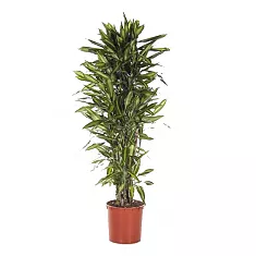 Драцена душистая (Фрагранс) Чинто куст - Dracaena fragrans Cinto D35 H170