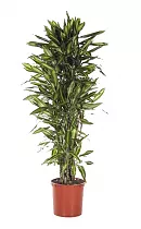 Драцена душистая (Фрагранс) Чинто куст - Dracaena fragrans Cinto D35 H170