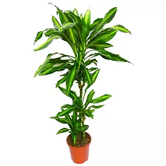 Драцена душистая (Фрагранс) Чинто - Dracaena fragrans Cinto  D30 H150