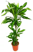 Драцена душистая (Фрагранс) Чинто - Dracaena fragrans Cinto  D30 H150