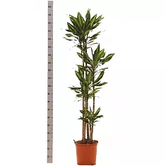Драцена душистая (Фрагранс) Чинто - Dracaena fragrans Cinto D35 H210