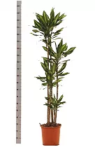 Драцена душистая (Фрагранс) Чинто - Dracaena fragrans Cinto D35 H210
